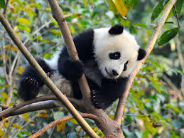 Dujiangyan Panda Base 